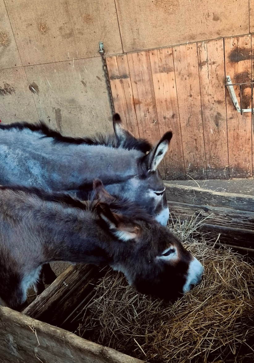 Zwei Esel im Stall des Begegnungshofs