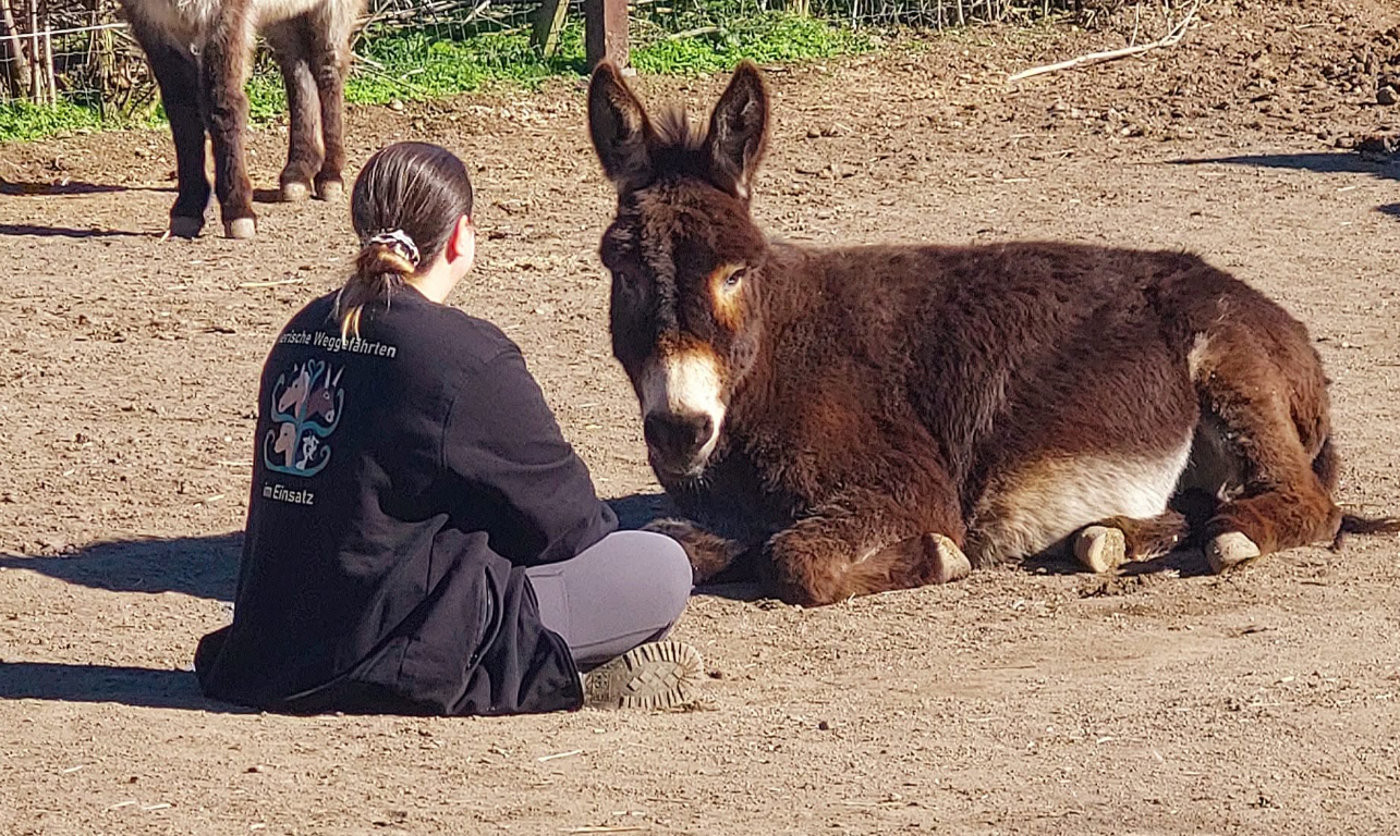 Ruhige Begegnung zwischen einem Menschen und einem Esel