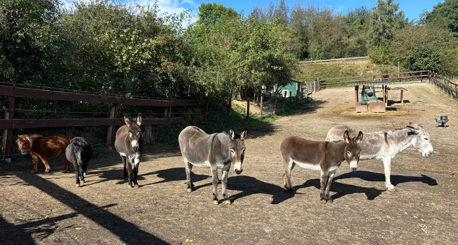 Esel auf einer grünen Wiese des Begegnungshofs